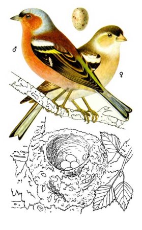 Зяблик рисунок