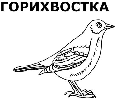 Раскраска "перелетные птицы"
