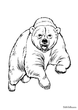 Гималайский медведь раскраска