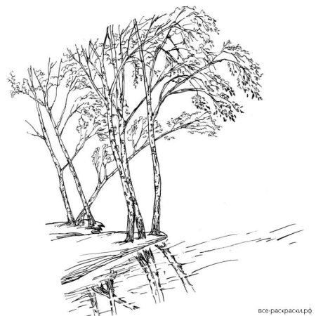 Пейзаж с березами раскраска