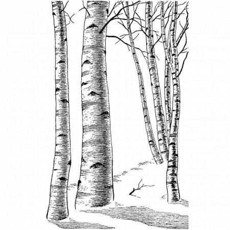 Береза раскраска