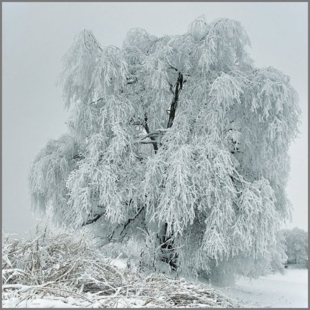 Береза покрытая инеем