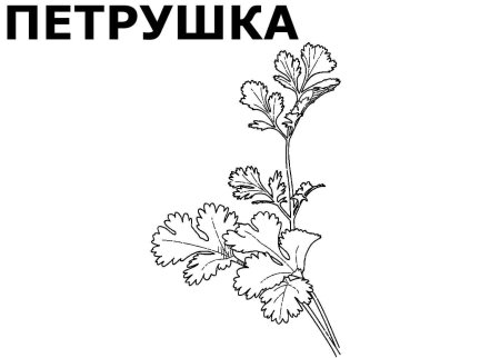 Укроп раскраска