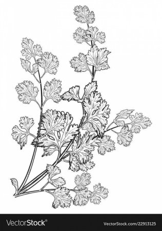 Кориандр рисунок