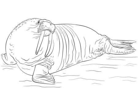 Морж рисунок