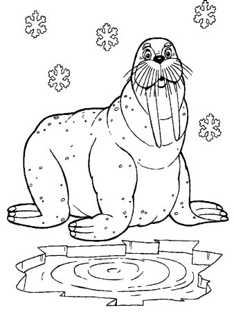 Морж раскраска