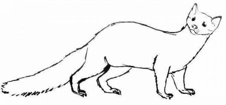 Лесная куница рисунок