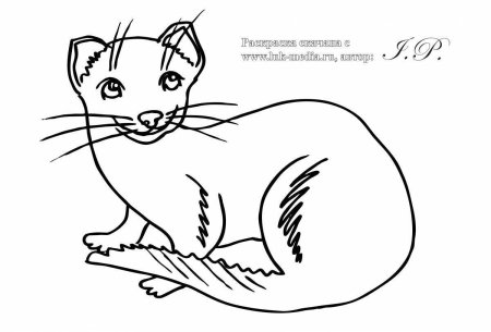 Ласка картинка для детей