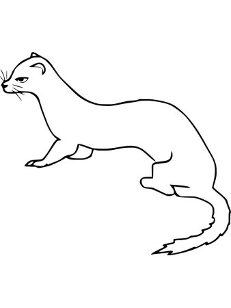 Куница раскраска