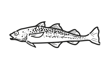 Alaska Pollock Theragra chalcogramma