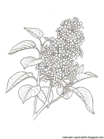 Сирень раскраска
