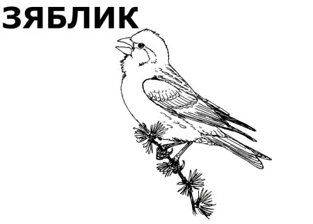 Раскраска "перелетные птицы"