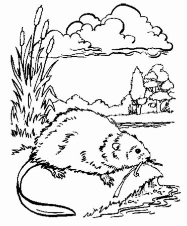 Ондатра раскраска