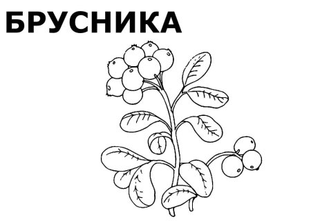Раскраска "ягоды"