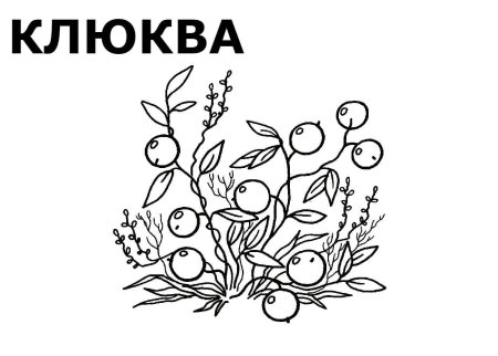Клюква раскраска для детей
