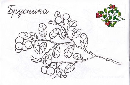 Морошка раскраска для детей