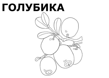 Лесные ягоды раскраска