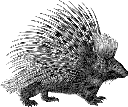 Ландак Дикобраз