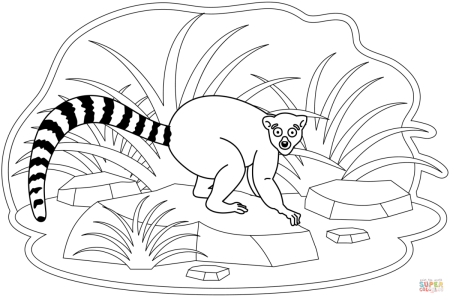 Кошачий лемур раскраска
