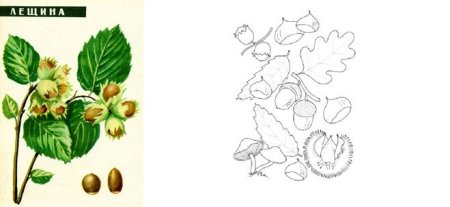 Лесной орех лещина нарисовать