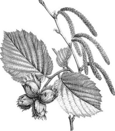 Лещина гербарий