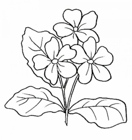Примула цветок