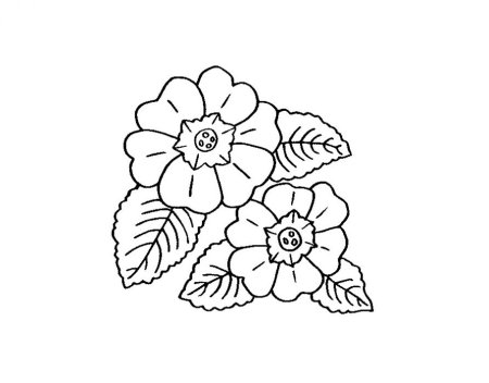Примула раскраска