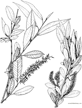 Salix amygdaloides