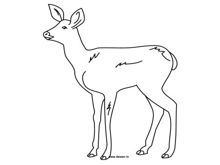Косуля раскраска