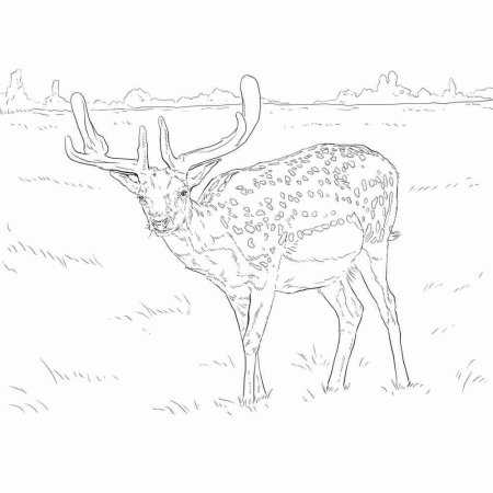 Рисунок животного из красной книги раскраски
