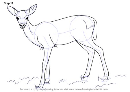 Косуля рисунок