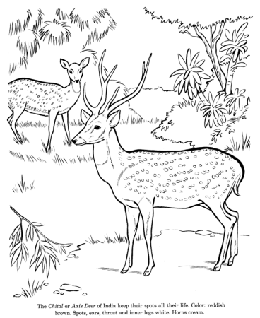 Косуля раскраска