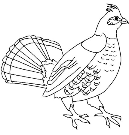 Тетерев раскраска