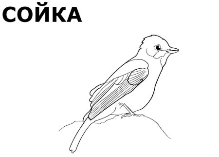 Сойка раскраска для детей