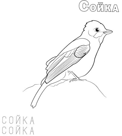 Зимующие птицы раскраска для детей 4-5