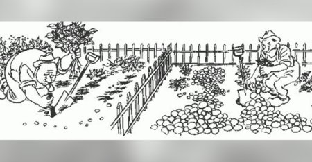 Раскраска уборка картофеля