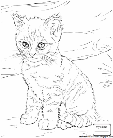Раскраска кот