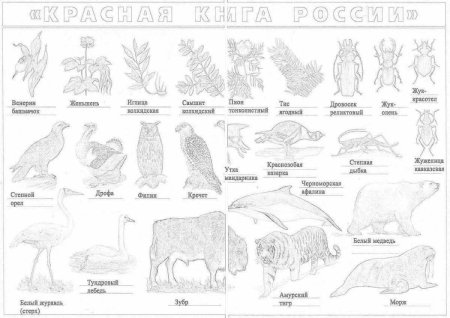 Животные красной книги России раскраска