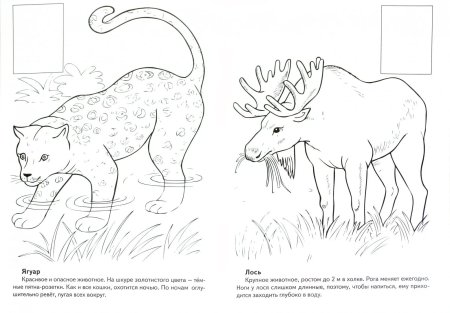 Красная книга раскраска
