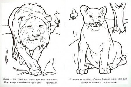 Красная книга раскраска