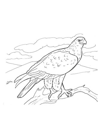 Раскраски животных из красной книги