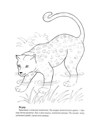 Красная книга раскраска