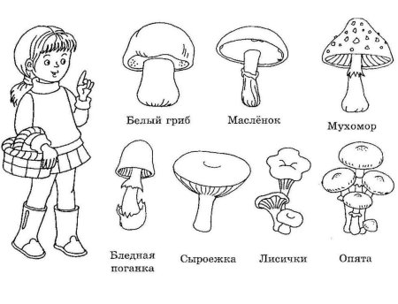 Грибы съедобные и несъедобные задания для дошкольников