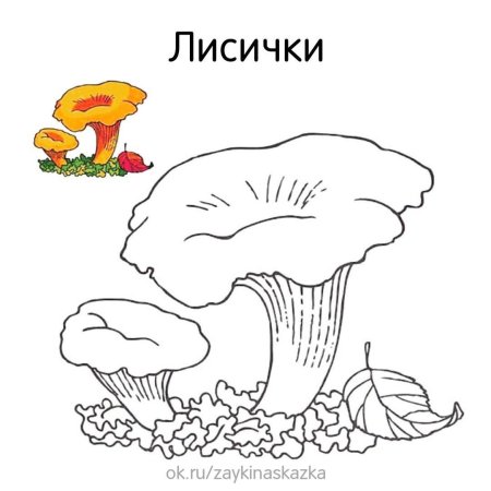 Гриб Лисичка раскраска