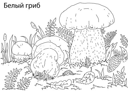 Гриб Боровик раскраска