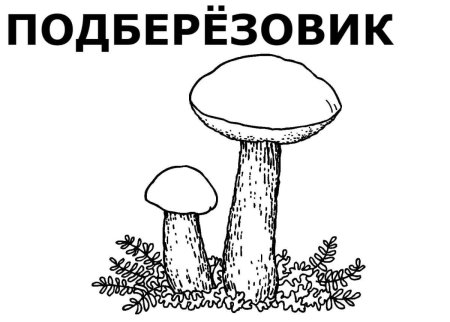 Съедобные грибы опята раскраска