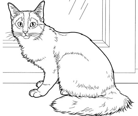 Раскраска кот и кошка