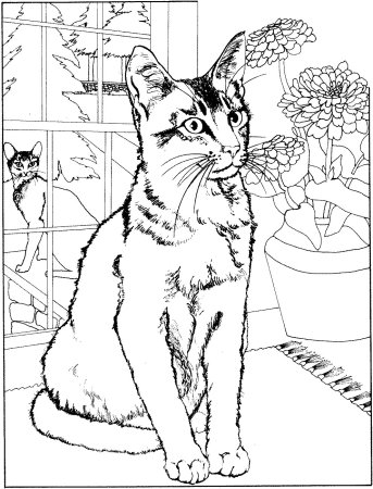 Раскраска кот