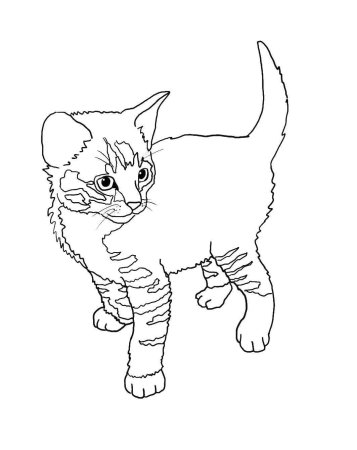 Кошечка для раскрашивания