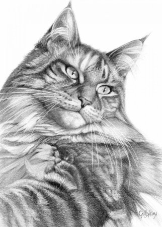 Раскраска кот Мейн кун
